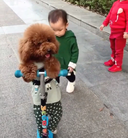 泰迪智商真是没的说,还会和小主人抢滑板车玩
