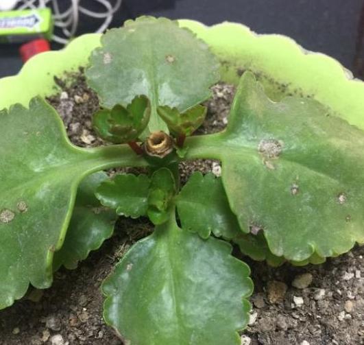 长寿花叶片上长了斑点还不敢扦插没想到只是这样