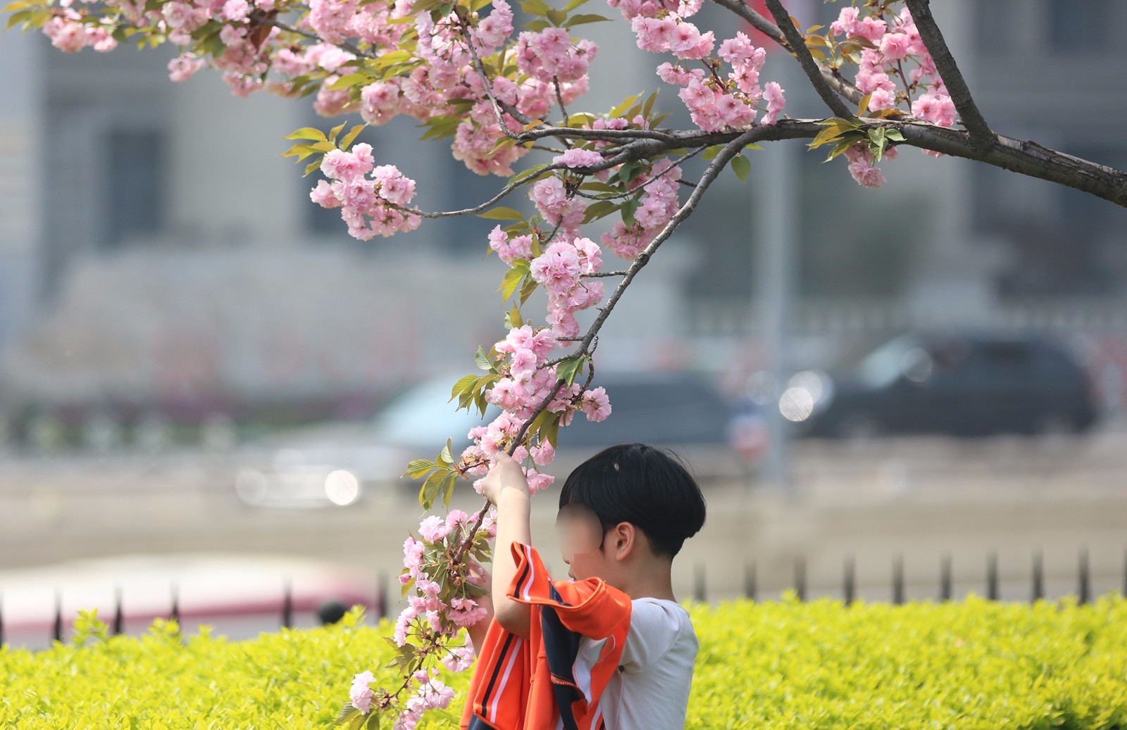 公园里不文明赏花 小学生摘花造花雨