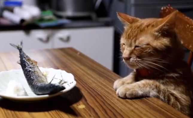 给橘猫一条秋刀鱼后橘猫想了半天表情让人笑喷