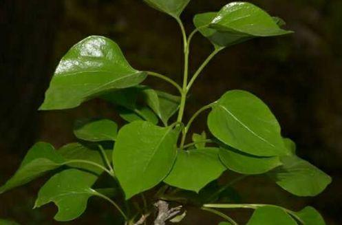 35岁女白领胃疼查出胃癌,医生:虽是个例,但胃癌仍需未病先防!