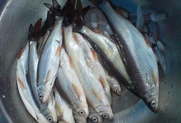 钓友最不喜欢的五种闹钩动物, 一种会把勾拉进洞