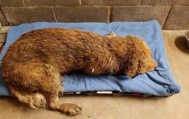 金毛被铲屎官狠心遗弃在废弃工厂,遭恶犬欺负依旧守在原地!