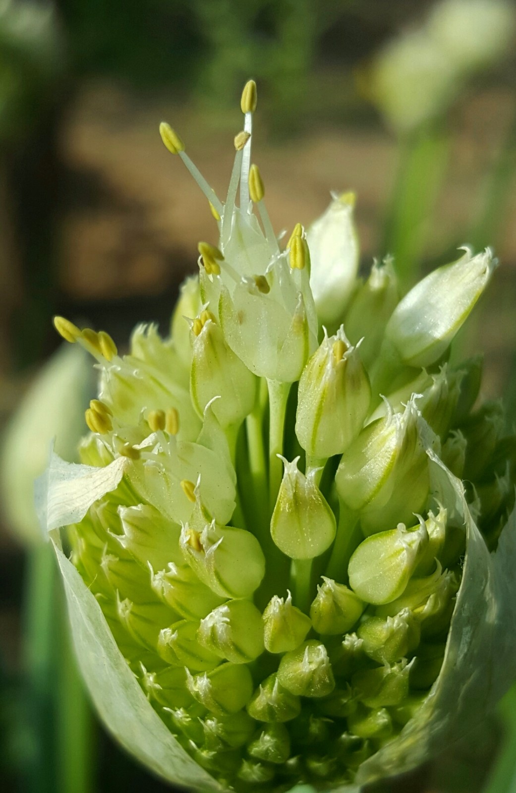 你吃过大葱你见过大葱开出的这么柔美的花吗18图