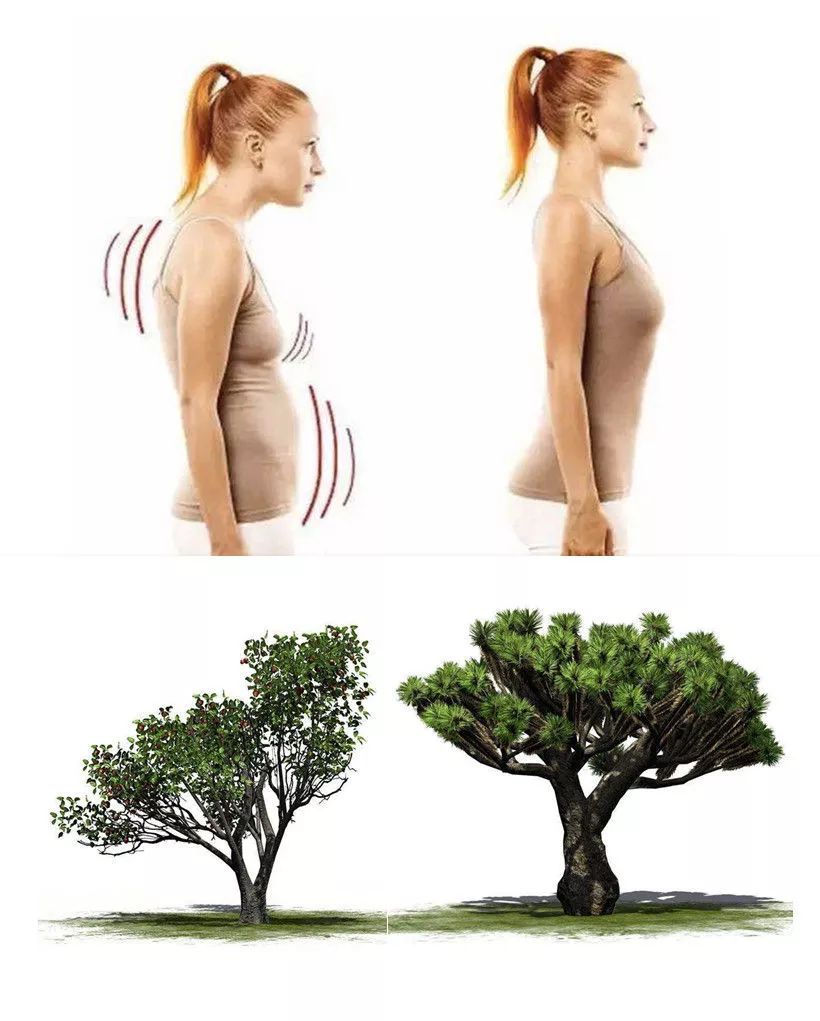 比如一个弓腰驼背,一个昂首挺胸的人.