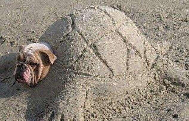 斗牛犬的日光浴