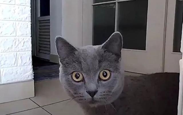 猫咪发现摄像头正拍它,惊吓之余,发现里边还有一只!
