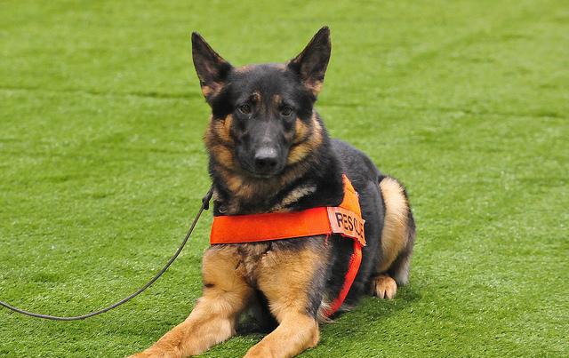 比格犬也是一种体型较小的嗅觉型猎犬,它天生是猎兔的好手.