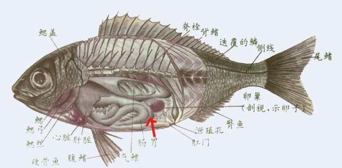 鱼刺分布图图片