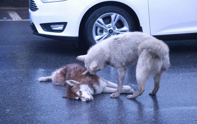 小狗过马路被车辆压死,同伴大声哭泣守身旁,路人看了心疼惨了!