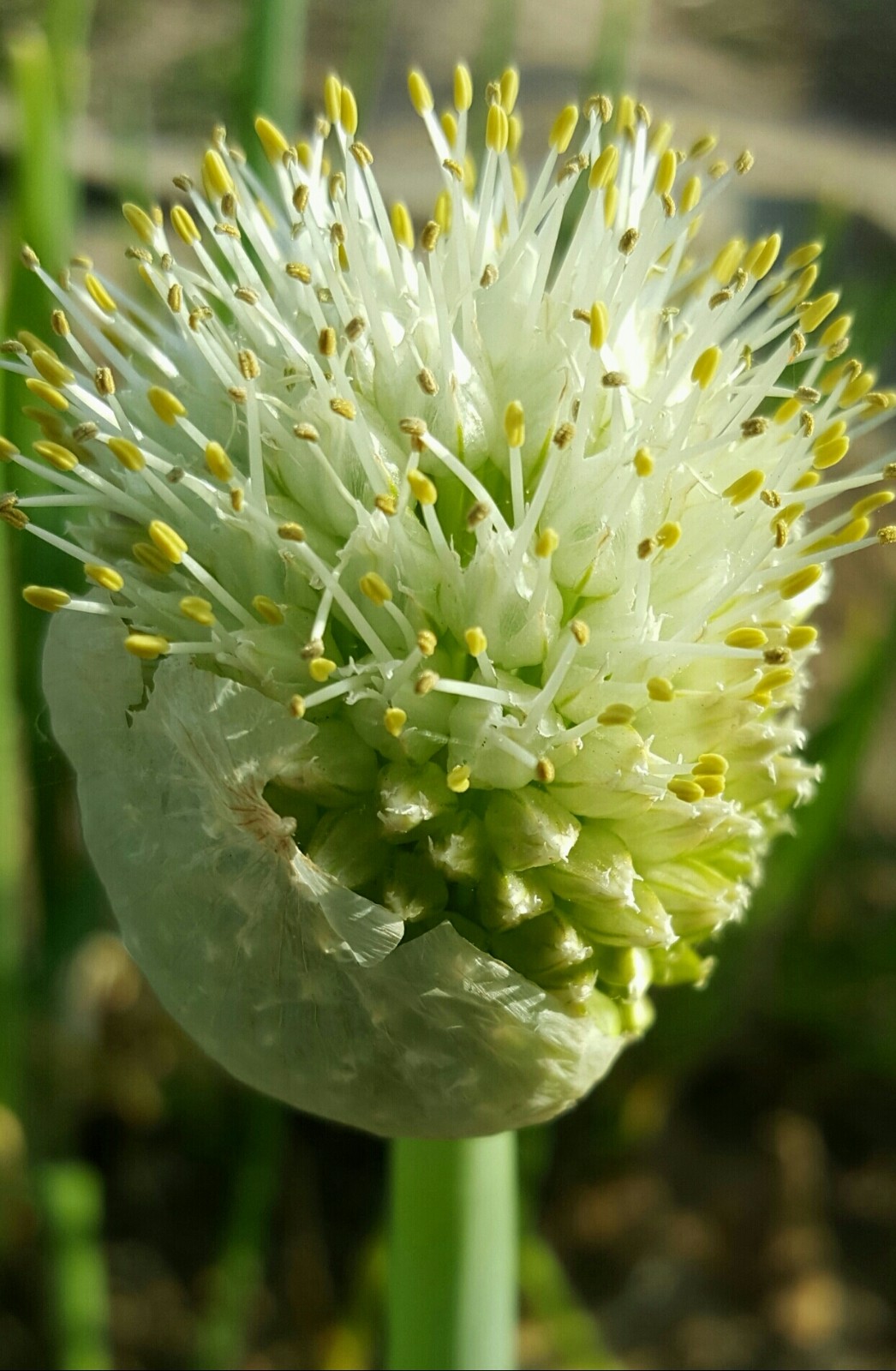 你吃过大葱你见过大葱开出的这么柔美的花吗18图