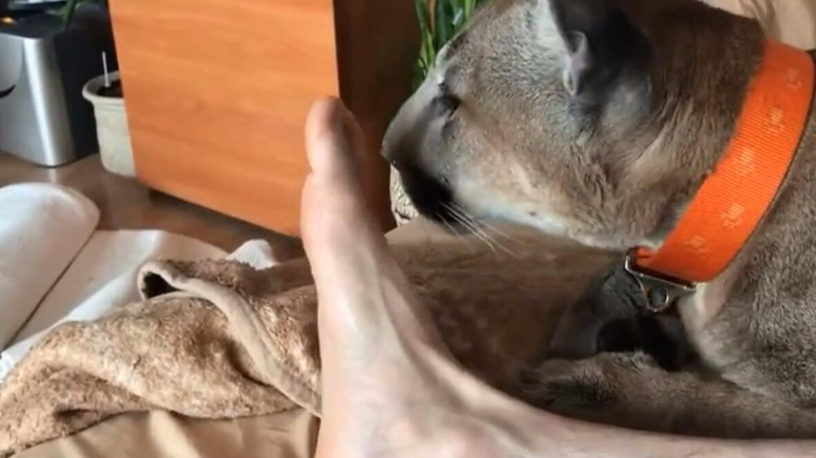 小狮子敢舔主人的臭脚,不知这味道好受不?