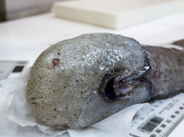 科学家深海探险意外捕获无脸鱼, 外型让人意想不到!