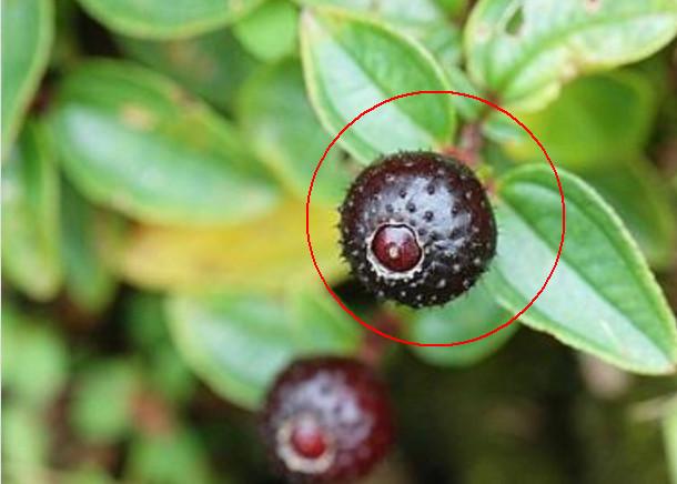 农村|桑葚|火炭_新浪新闻