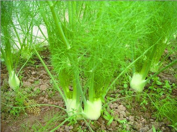 秋后多吃吃身边的"天然"菜,养胃润燥,修复胃黏膜,胃病不再来