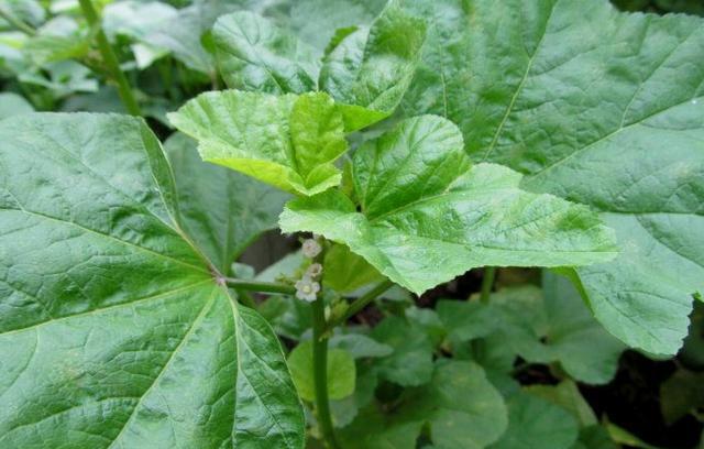 冬葵的全身都是药,但是不少人因为不知道都扔了!