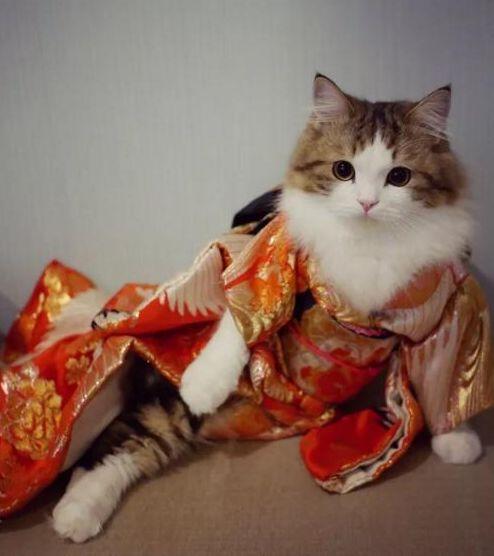 只见自家的猫咪身着一身古装的衣服,看上去非常的惊艳,自家的男友对