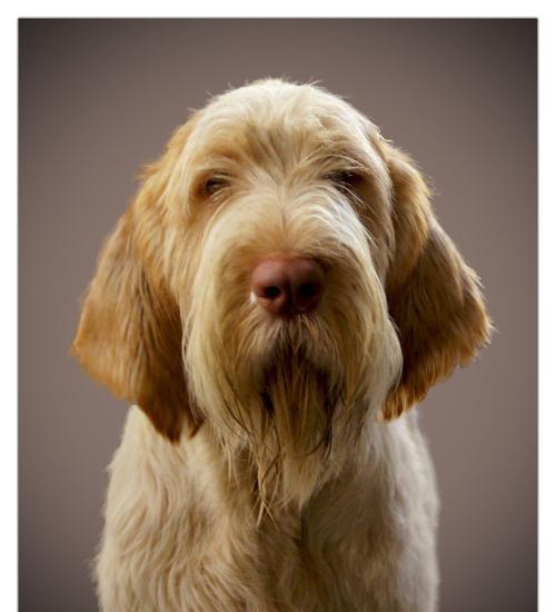 世界名犬史毕诺犬