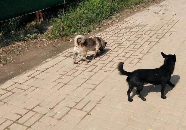 每次吃饭的时候,小黑狗都会让着小黄狗,好一个"体贴男",有时候让我