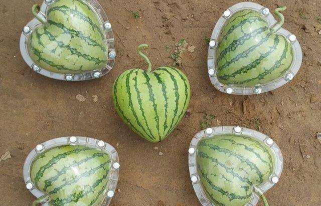 西瓜|形状|游人_新浪新闻