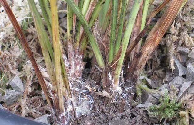 兰花叶子发黄发黑的原因和防治方法|兰花|病害|基部_新浪新闻