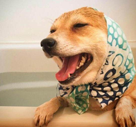 既蠢又萌,天真活泼,傲娇本身