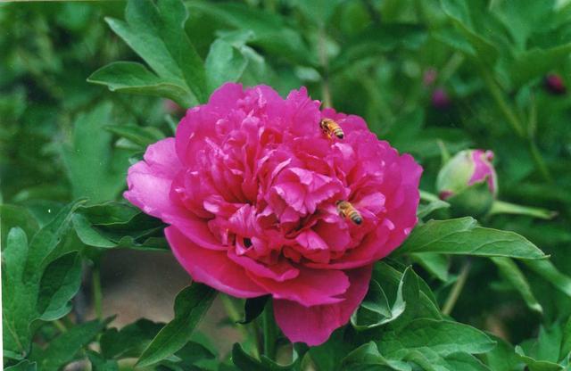 "状元红"牡丹的传说