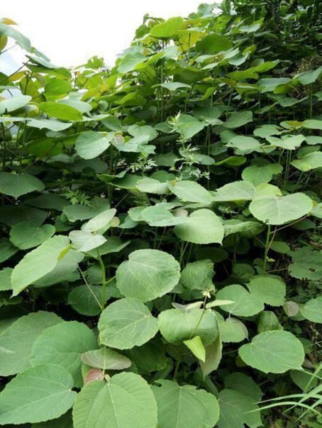 农村随处可见很多人却叫不出名的山麻杆,具有观赏和药用价值