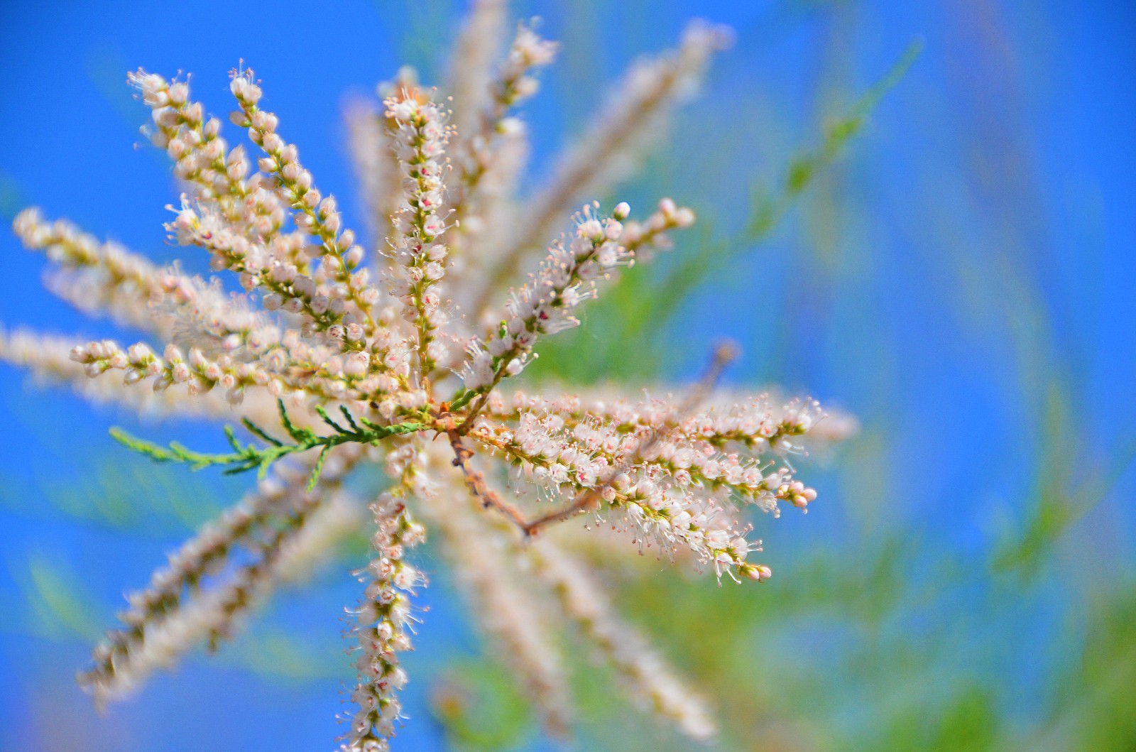 柽柳很漂亮的一种树木于辽河公园