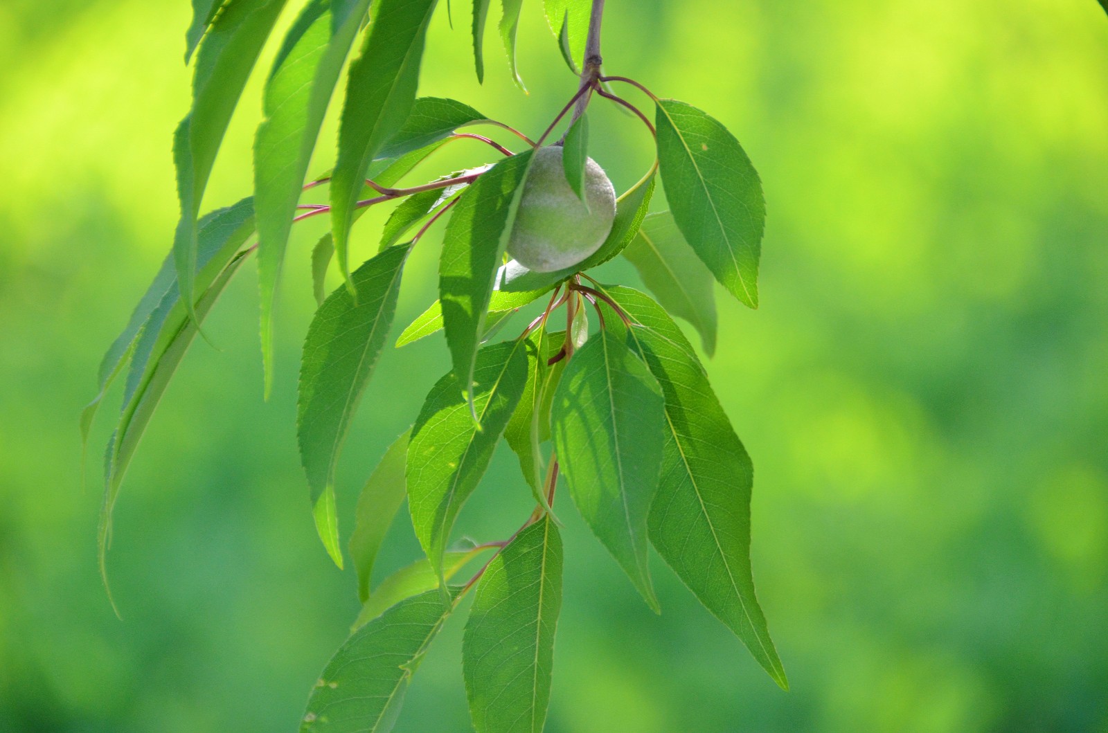 榆叶梅结的果子,不知道是不是梅子