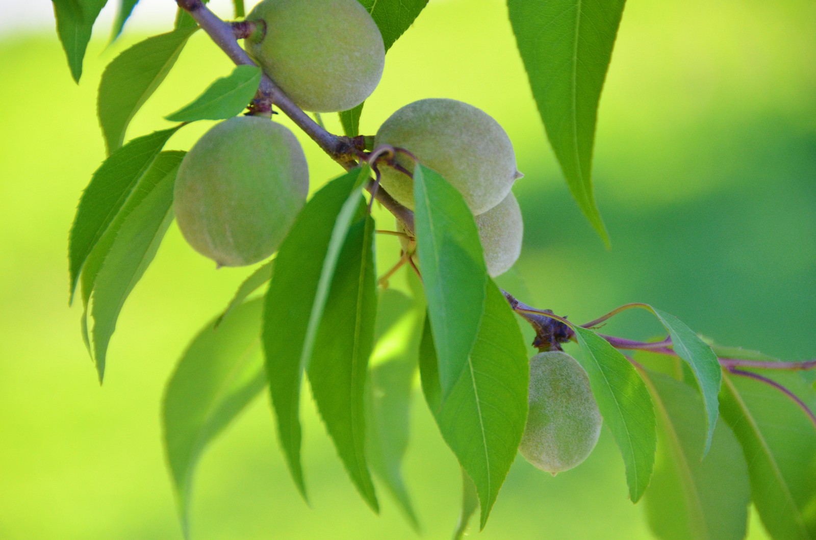 榆叶梅结的果子,不知道是不是梅子榆叶梅结的果子,不知道是不是梅子