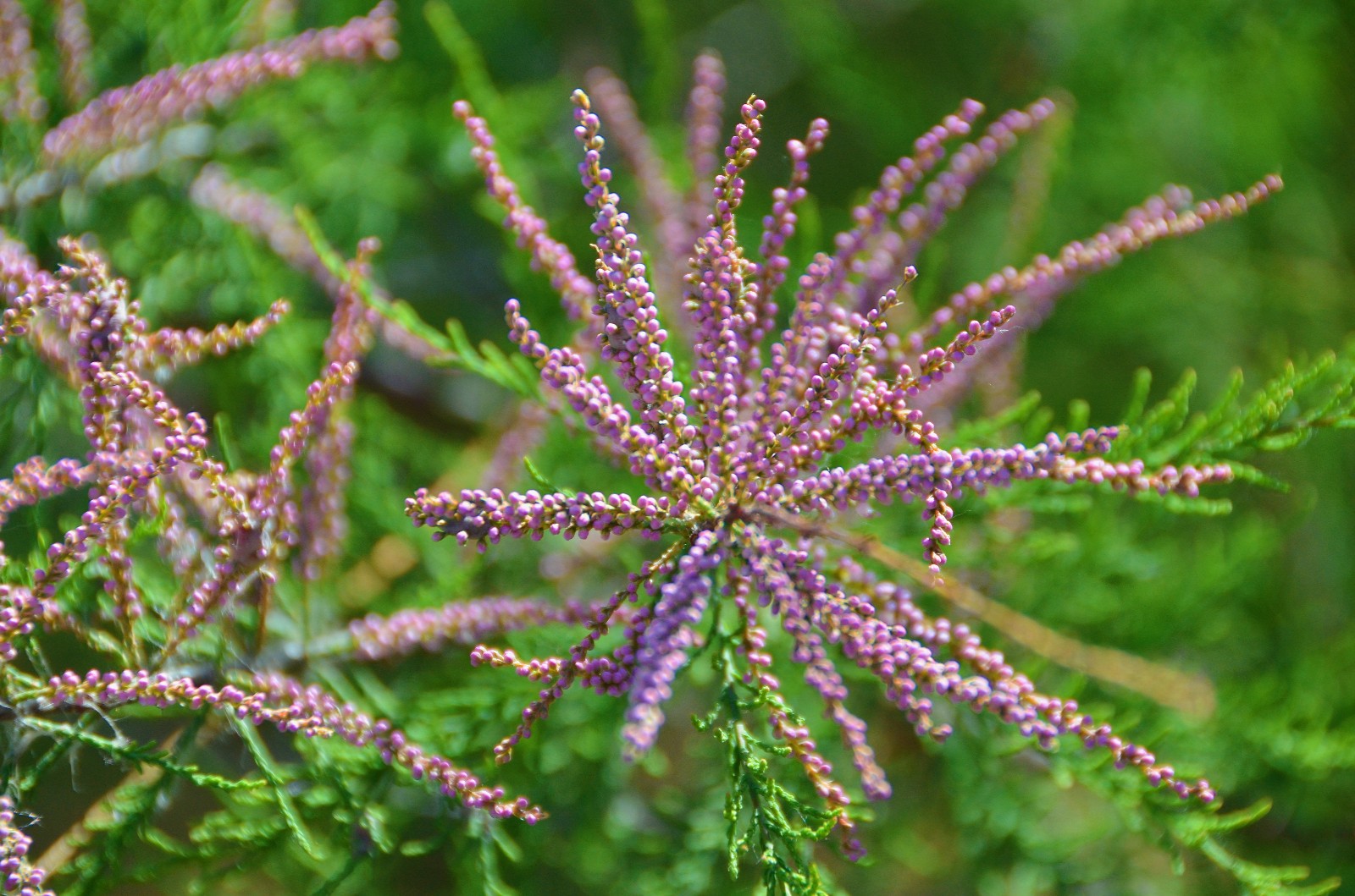 柽柳很漂亮的一种树木于辽河公园