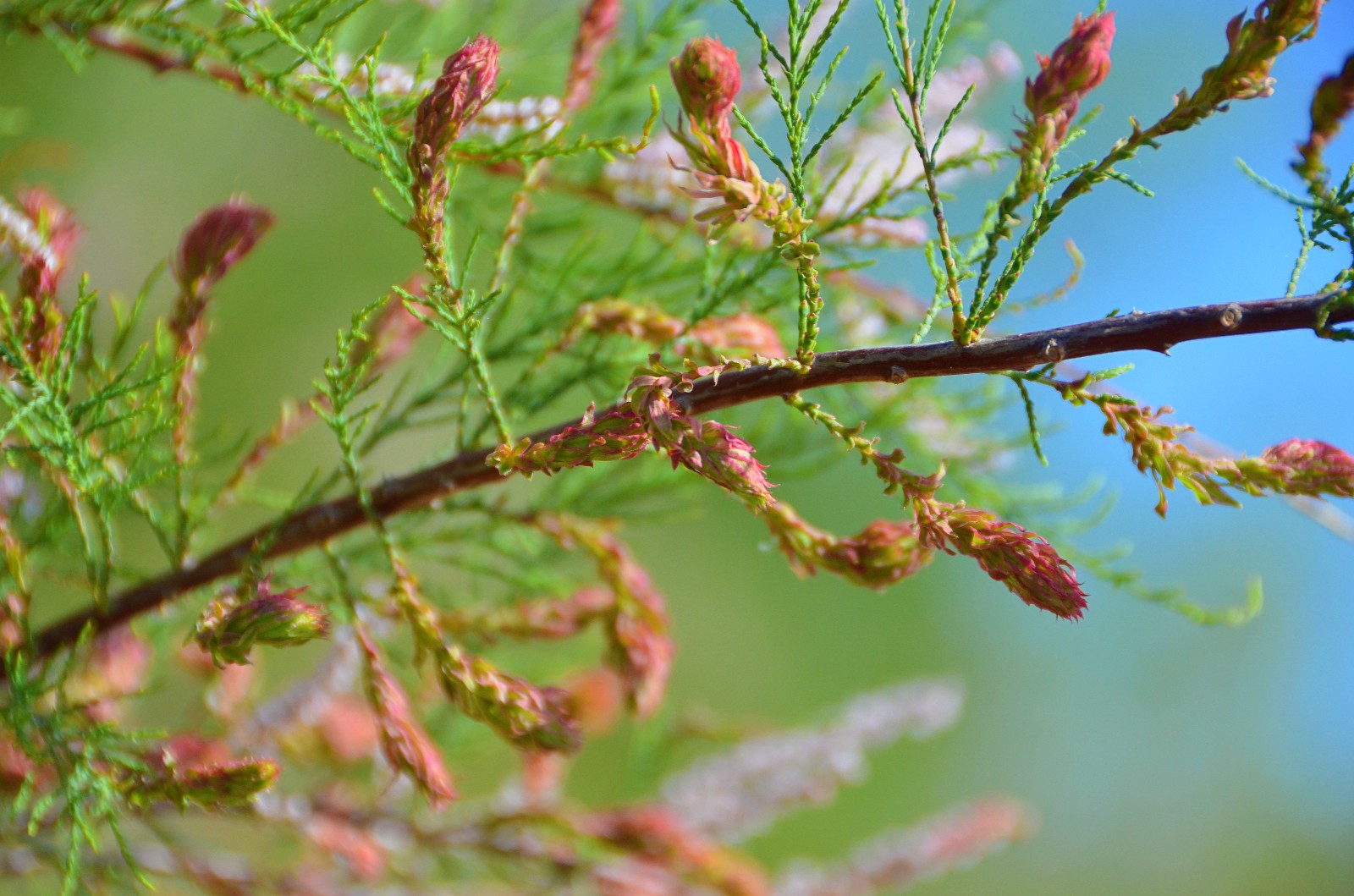 柽柳很漂亮的一种树木于辽河公园