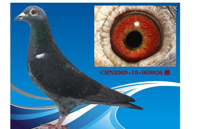 国粹李鸟,国人的骄傲