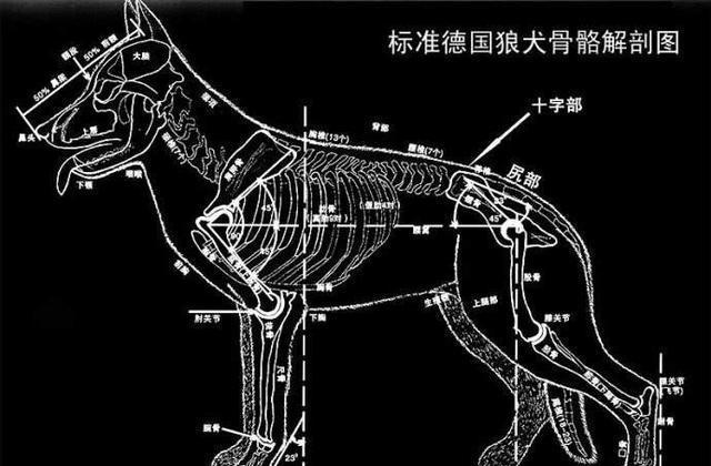 如何辨别一只标准的德国牧羊犬?