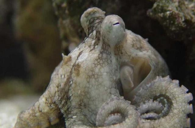 如果你是一个"吃货",那请问你能认全这些海鲜么|吃货|墨鱼|八爪鱼