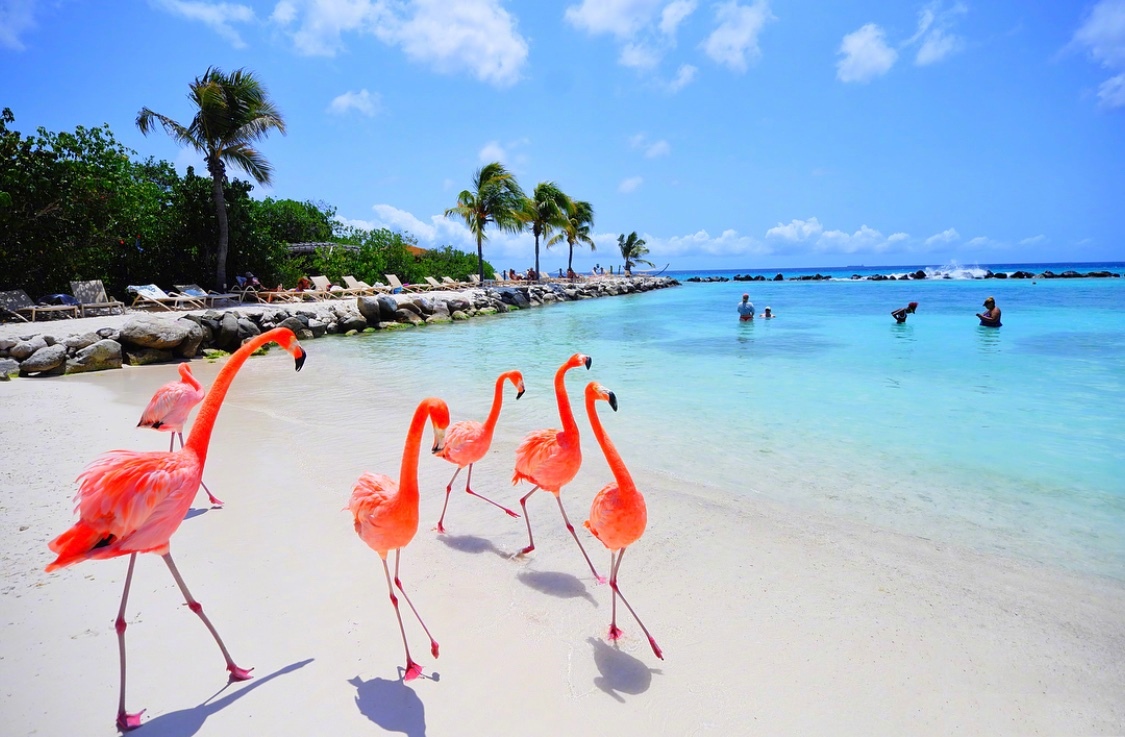 阿鲁巴岛的火烈鸟