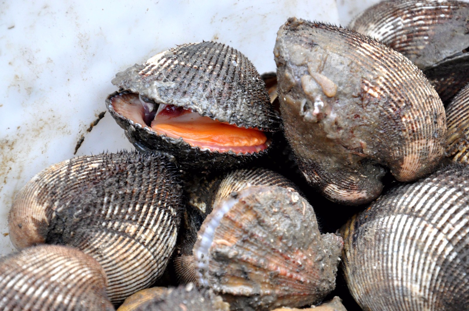 青岛早市 春海鲜批量上市 大毛蚶10元一斤 手掌大小海螺25一斤