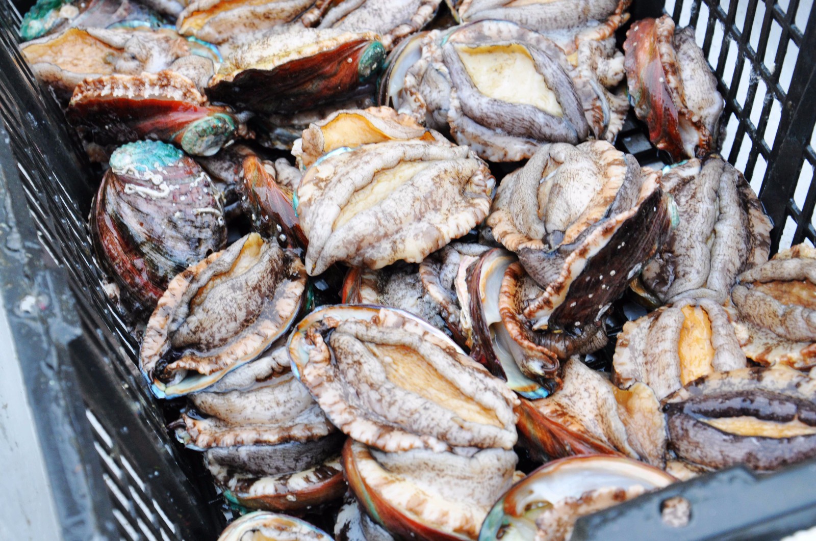 青岛早市 春海鲜批量上市 大毛蚶10元一斤 手掌大小海螺25一斤