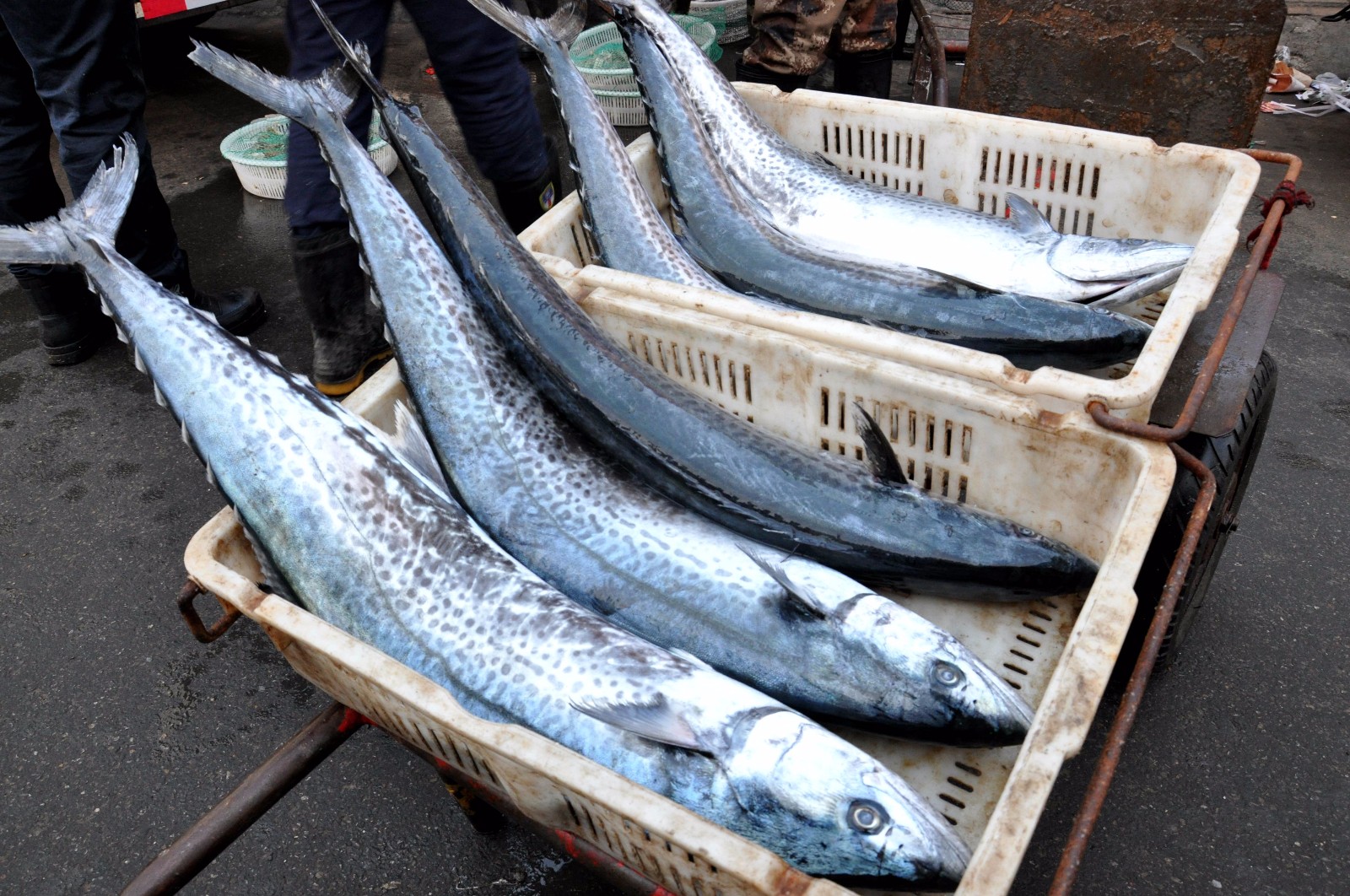 青岛早市 十斤重的春鲅鱼批发价30元一斤 "洄游"成了摊主新卖点