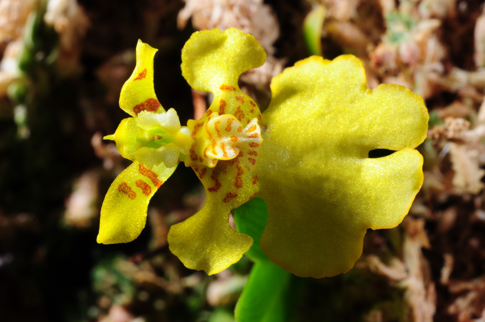 5-3.5cm ,花径2.5cm,具淡香