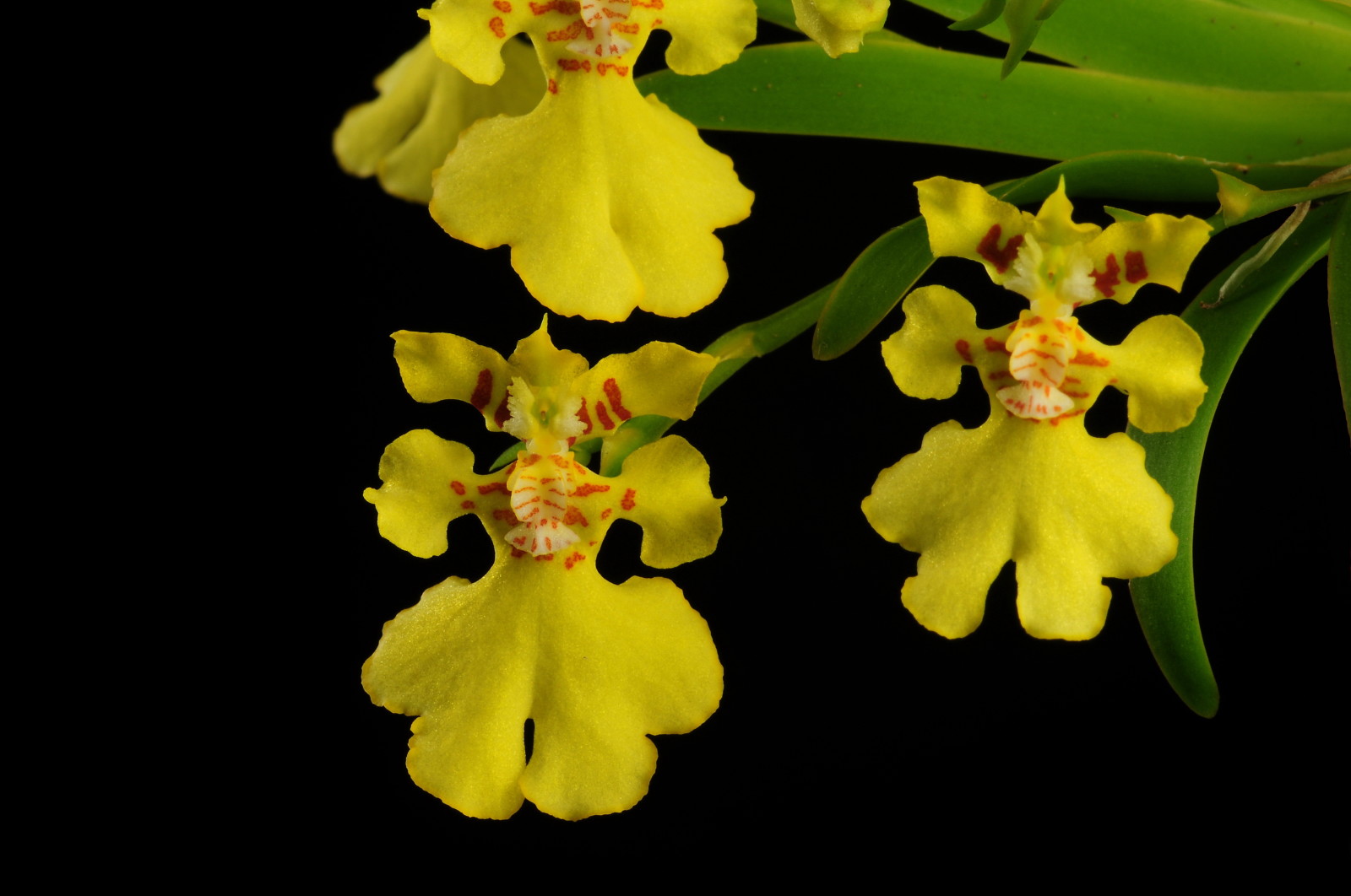 扇叶文心兰 --- " 植株小,株高2.5-3.5cm ,花径2.5cm,具淡香