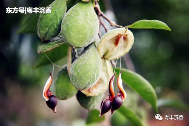 今年的沉香果沉香种子成熟了采摘下来有什么作用呢