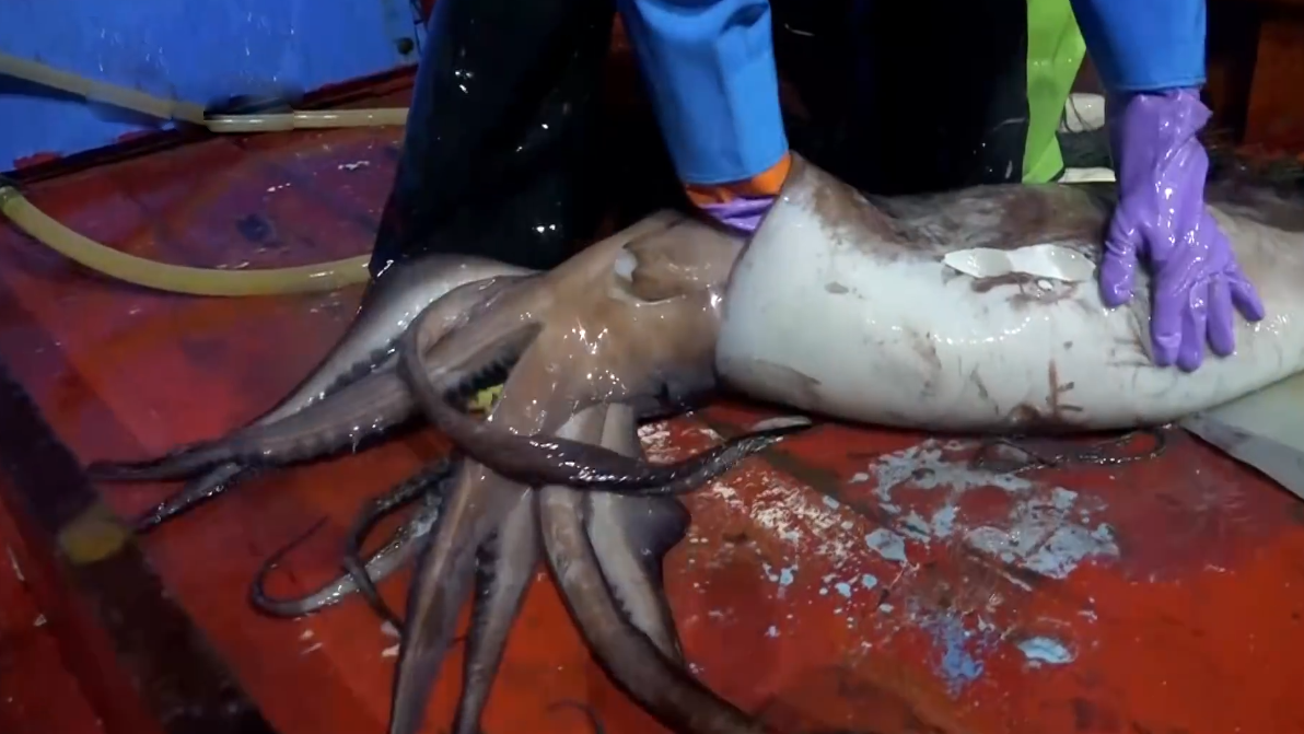 实拍韩国渔民深夜出海捕捉巨型鱿鱼!一只只差不多有100斤重!