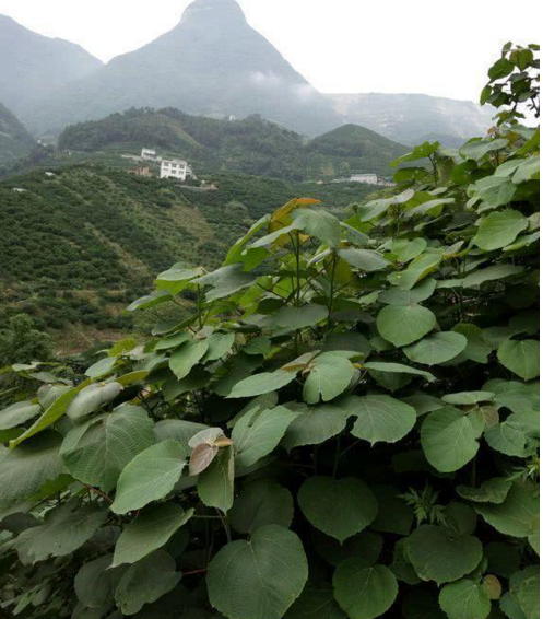 农村随处可见很多人却叫不出名的山麻杆,具有观赏和