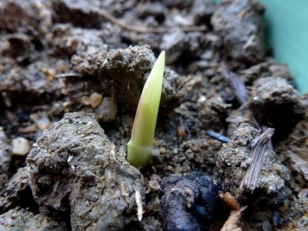 小苍兰太高易倒伏?手把手教你将它矮化,叶片能还宽一倍!