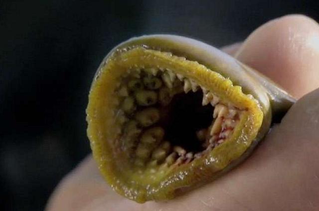 ▼英国生物学家jeremy wade在节目《河中巨怪》中介绍过七鳃鳗,很多