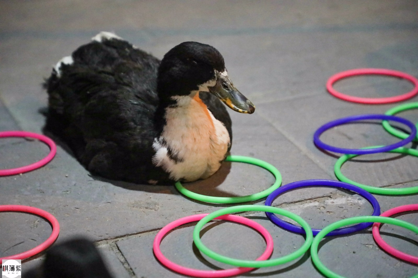街头套圈虐鸭小朋友最感兴趣,摊主:在网上学的