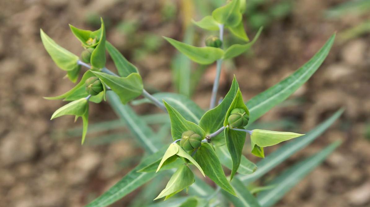 这种汁液有毒的野草,农民看了就砍掉,却不知是名贵的千金子!