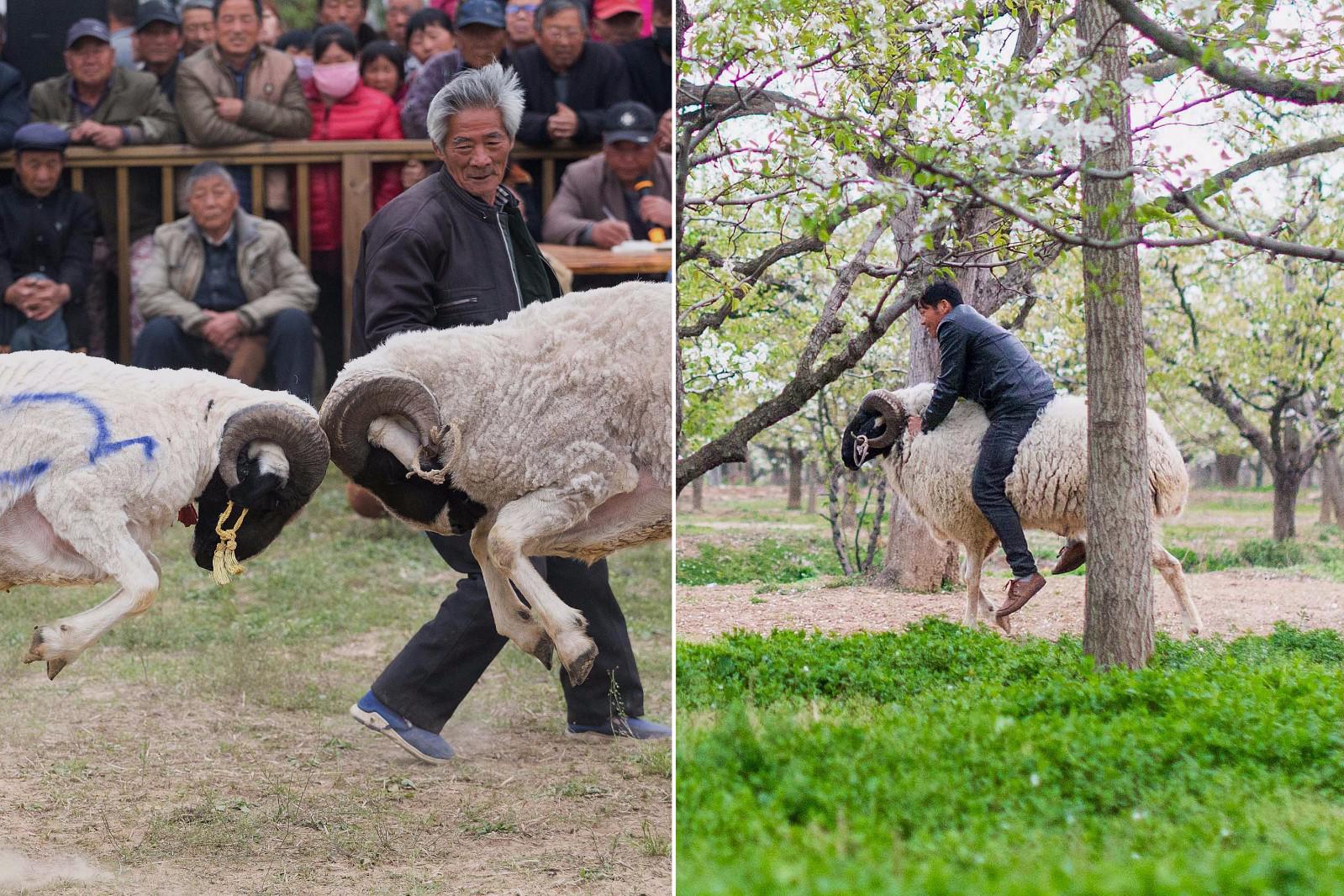 壮汉每天骑羊溜达,壮观的斗羊背后是主人强烈的好胜心